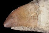 Rooted Mosasaur (Prognathodon) Tooth #87992-1